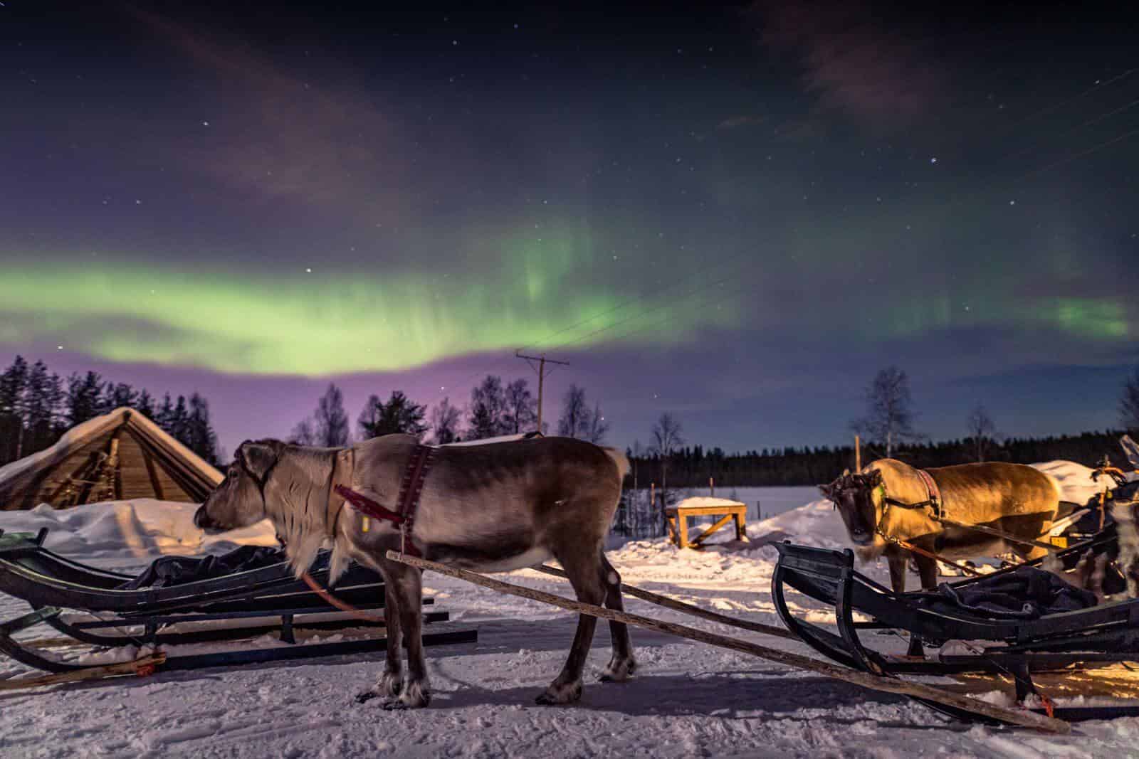 Aurora Hunting with Horse Sleigh