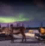 Aurora Hunting with Horse Sleigh