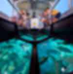 Glass Bottom Boat and Turtle Island With Private Transfers