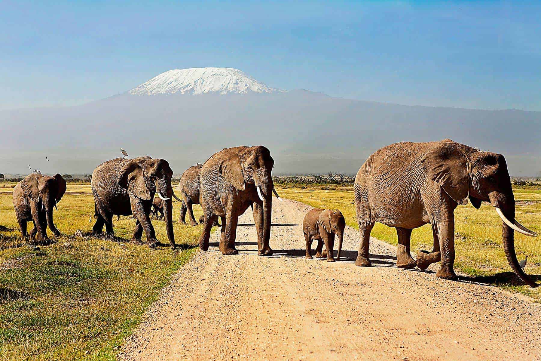 Afternoon Game Drives in Amboseli National Park