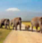 Afternoon Game Drives in Amboseli National Park