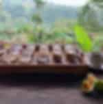 Bali Coffee Plantation Visit with Tasting Experience