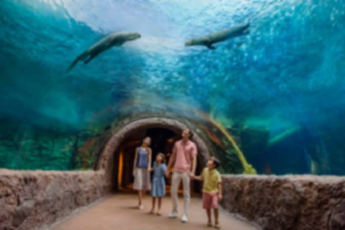 River wonders and Singapore zoo on private transfers