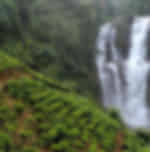 Nuwara Eliya city tour: Ramboda Falls, Bakth Hanuman temple, Tea factory visit and Gregory lake (Enroute Kandy to Nuwara Eliya)