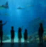 Sentosa Cable Car Singapore Oceanarium and Wings of Time with Shared Transfers