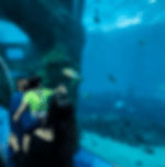 Sentosa Cable Car, Singapore Oceanarium and Wings of Time with Shared Transfers