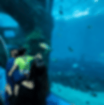 Sentosa Cable Car, Singapore Oceanarium and Wings of Time with Shared Transfers
