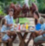 Family Breakfast with Orangutans