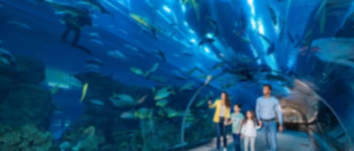 Ultimate Dubai Experience: City Tour, Burj Khalifa - (Non Prime Hours), Aquarium & Underwater Zoo Adventure With Shared Transfers