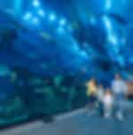 Dubai City Tour with Burj Khalifa and Dubai Aquarium