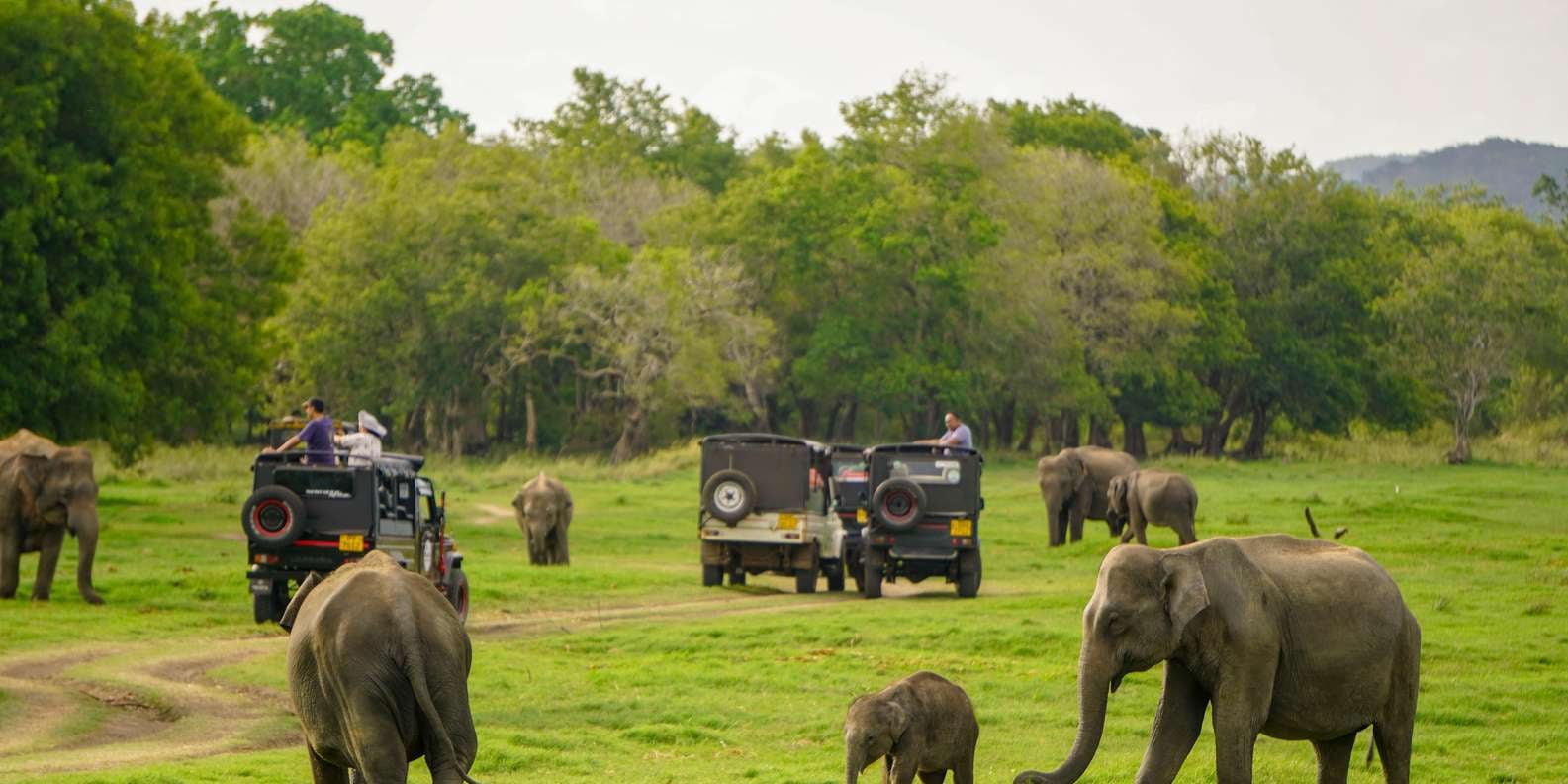 Minneriya National Park Wildlife Safari from Dambulla