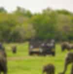 Minneriya National Park Wildlife Safari from Dambulla