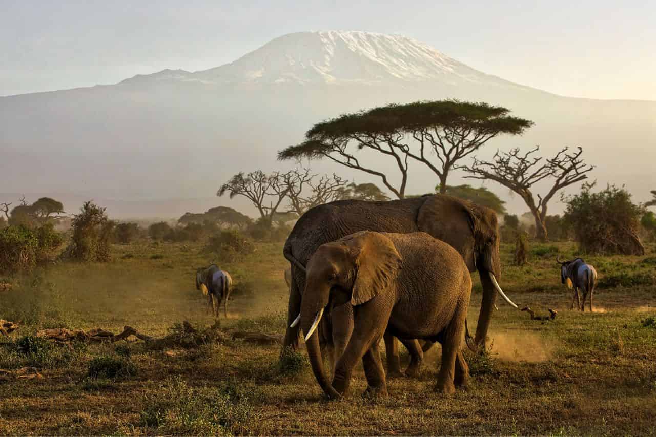 Full day Game Drive at Amboseli National Park 