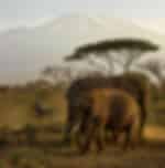 Full day Game Drive at Amboseli National Park