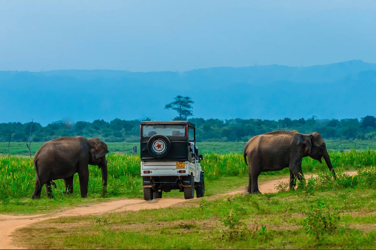Udawalawe National Park Full-Day Wildlife Safari