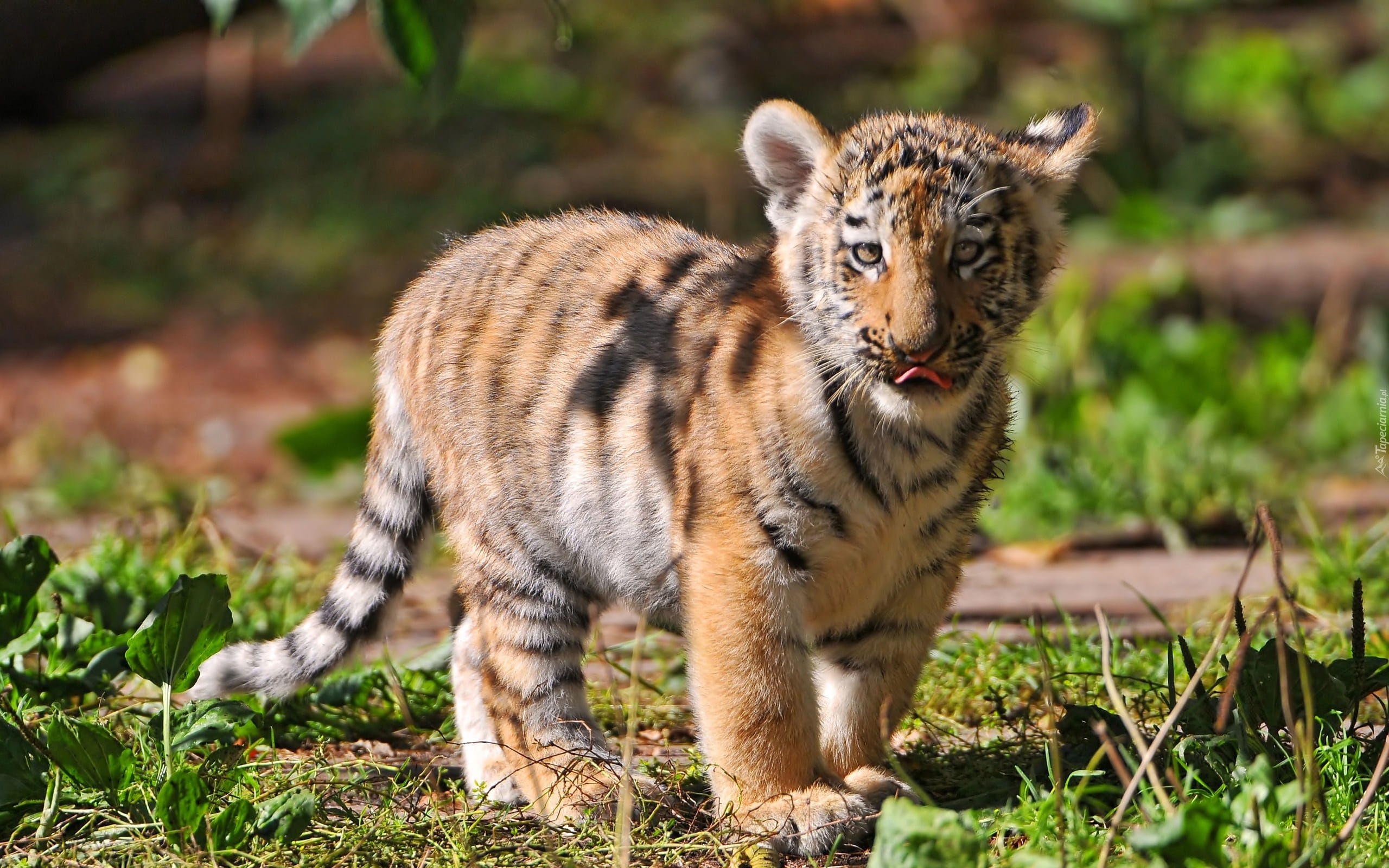 Phuket-Tiger Kingdom - Smallest Tiger (Entry with Private Transfer) (Available for all ages)