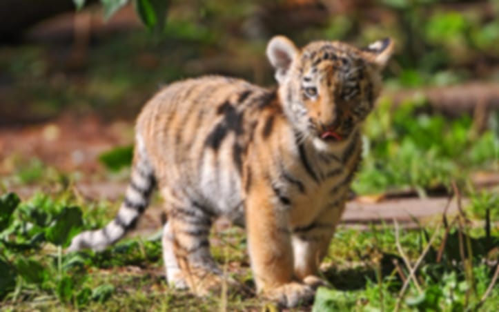 Phuket-Tiger Kingdom - Smallest Tiger (Entry with Private Transfer) (Available for all ages)