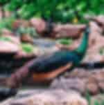 Half Day Tour with KL Bird Park and Aquaria KLCC