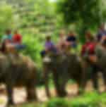Phuket-Elephant Trekking 30 Min. (Phuket) (Shared Transfer)- A1