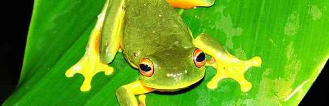 Learn about Atherton Tablelands Wildlife Tour amidst tropical rainforest