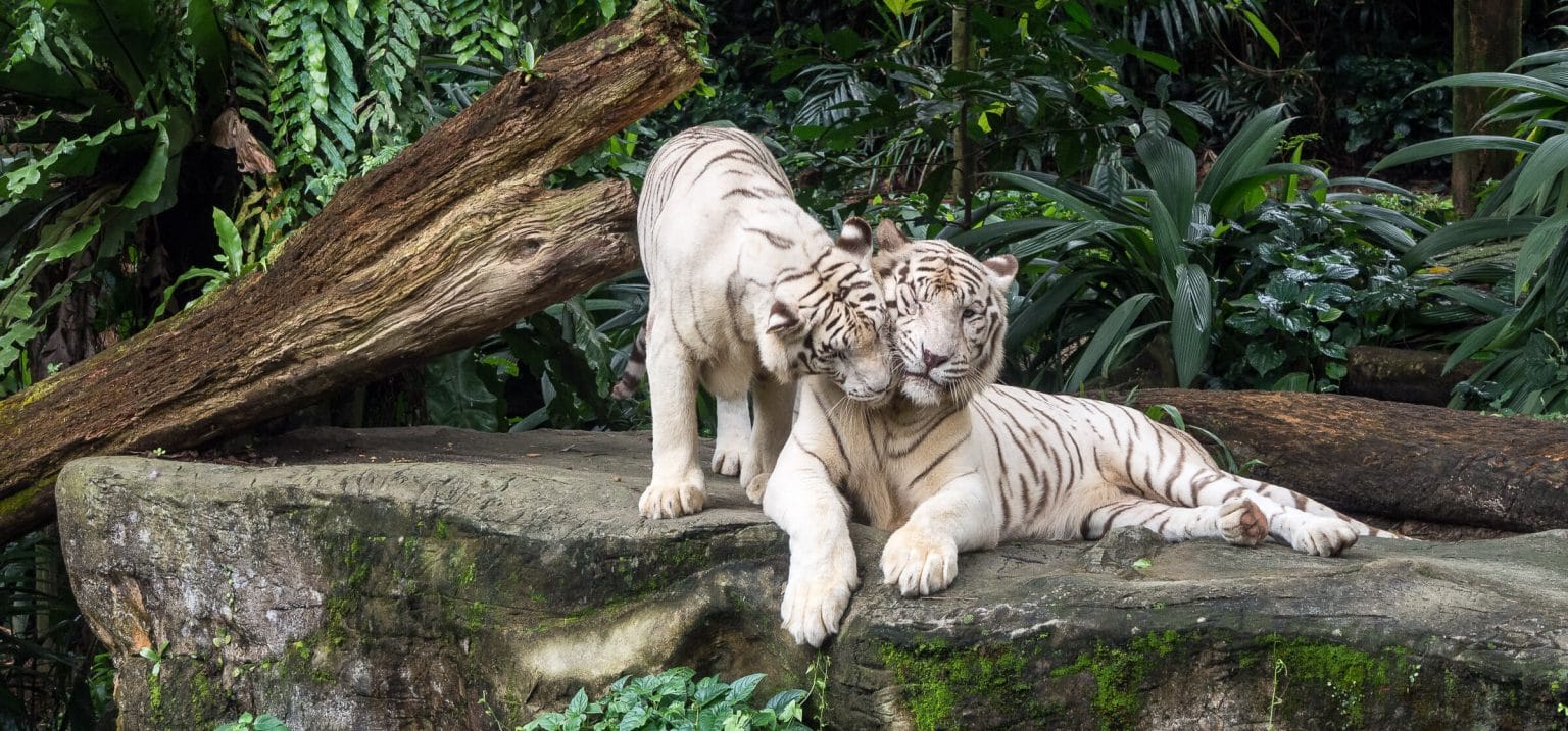 Singapore Zoo & Night Safari with shared transfers