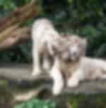 Singapore Zoo & Night Safari with shared transfers