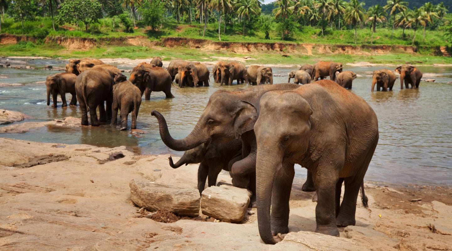 Transfer with Pinnawala Elephant Orphanage, Peradeniya Gardens and Temple of the Tooth Relic