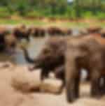 Transfer with Pinnawala Elephant Orphanage, Peradeniya Gardens and Temple of the Tooth Relic