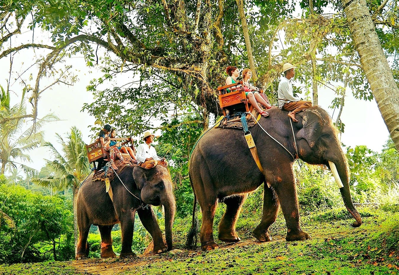 Thekkady Wildlife, Nature & Cultural Experience
