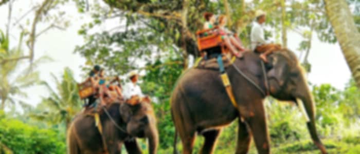 Thekkady Wildlife, Nature & Cultural Experience