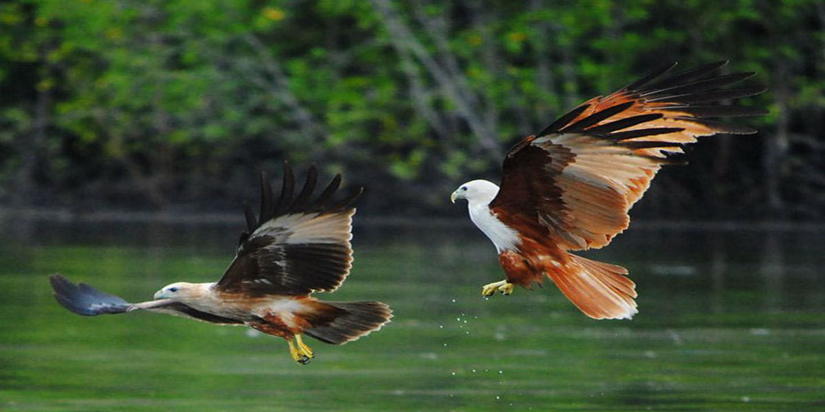 Half day Mangrove & Eagle Feeding by Kayak (with Simple Set Lunch) with Shared Transfers (CENANG/TENGAH BEACH & TOWN HOTEL ONLY)