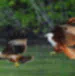 Half day Mangrove & Eagle Feeding by Kayak (with Simple Set Lunch) with Shared Transfers (CENANG/TENGAH BEACH & TOWN HOTEL ONLY)