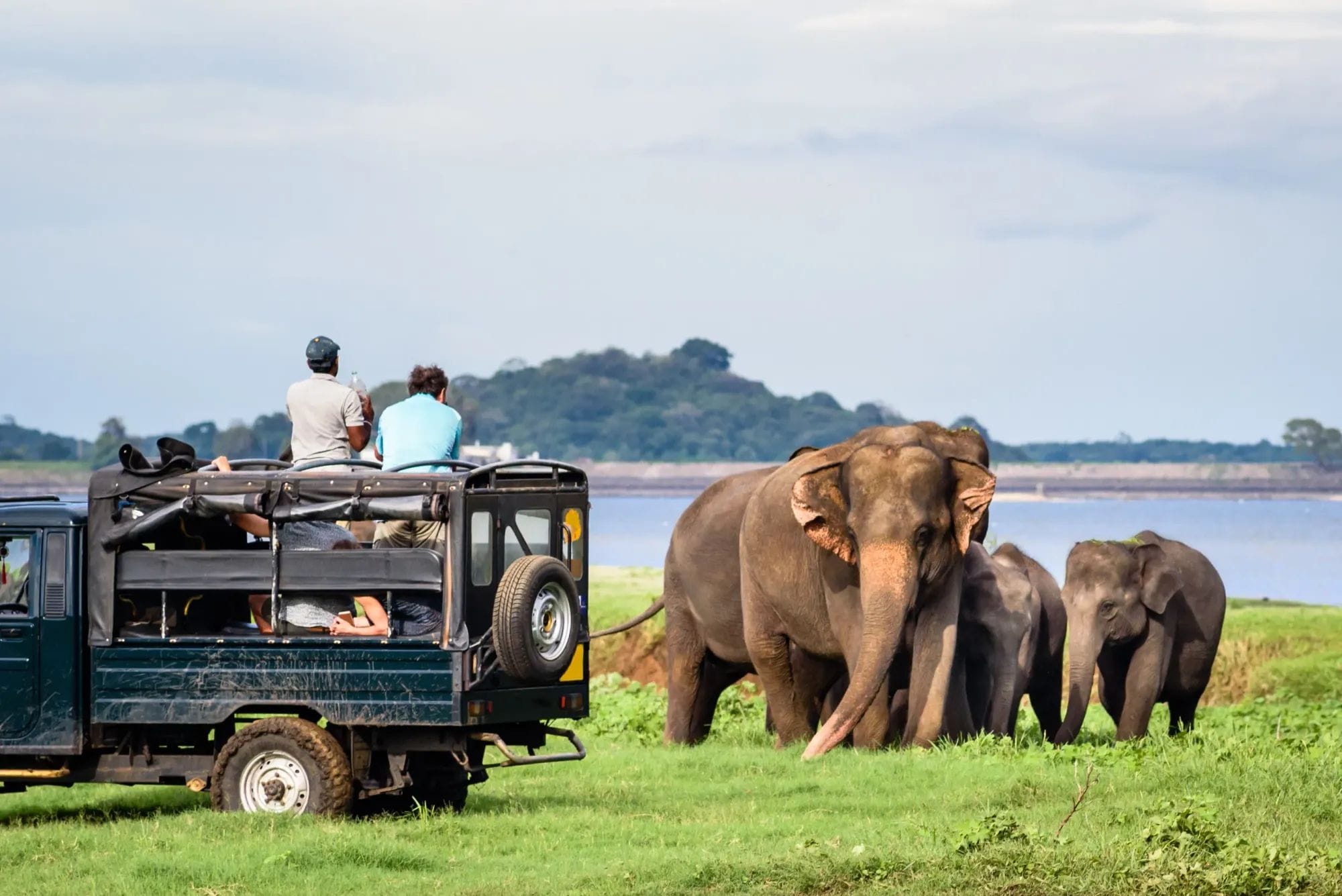 Udawalawe National Park Full-Day Wildlife Safari