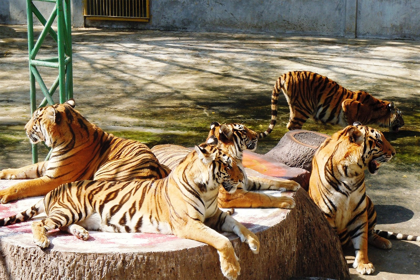 Pattaya-Sri Racha Tiger Topia (Photo with tiger) - Enroute
