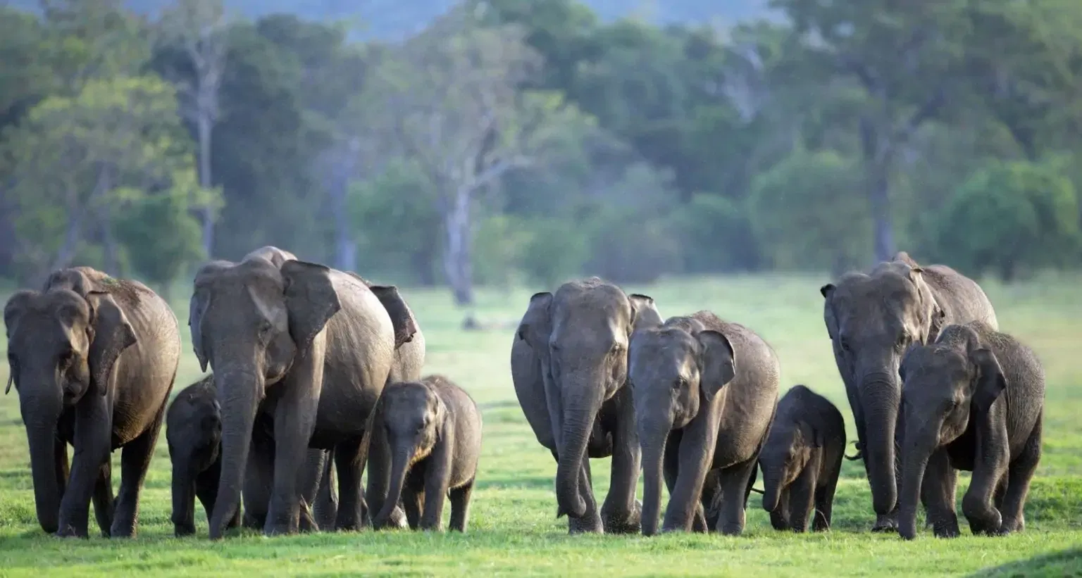 Minneriya National Park Wildlife Safari from Dambulla