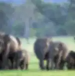 Minneriya National Park Wildlife Safari from Dambulla