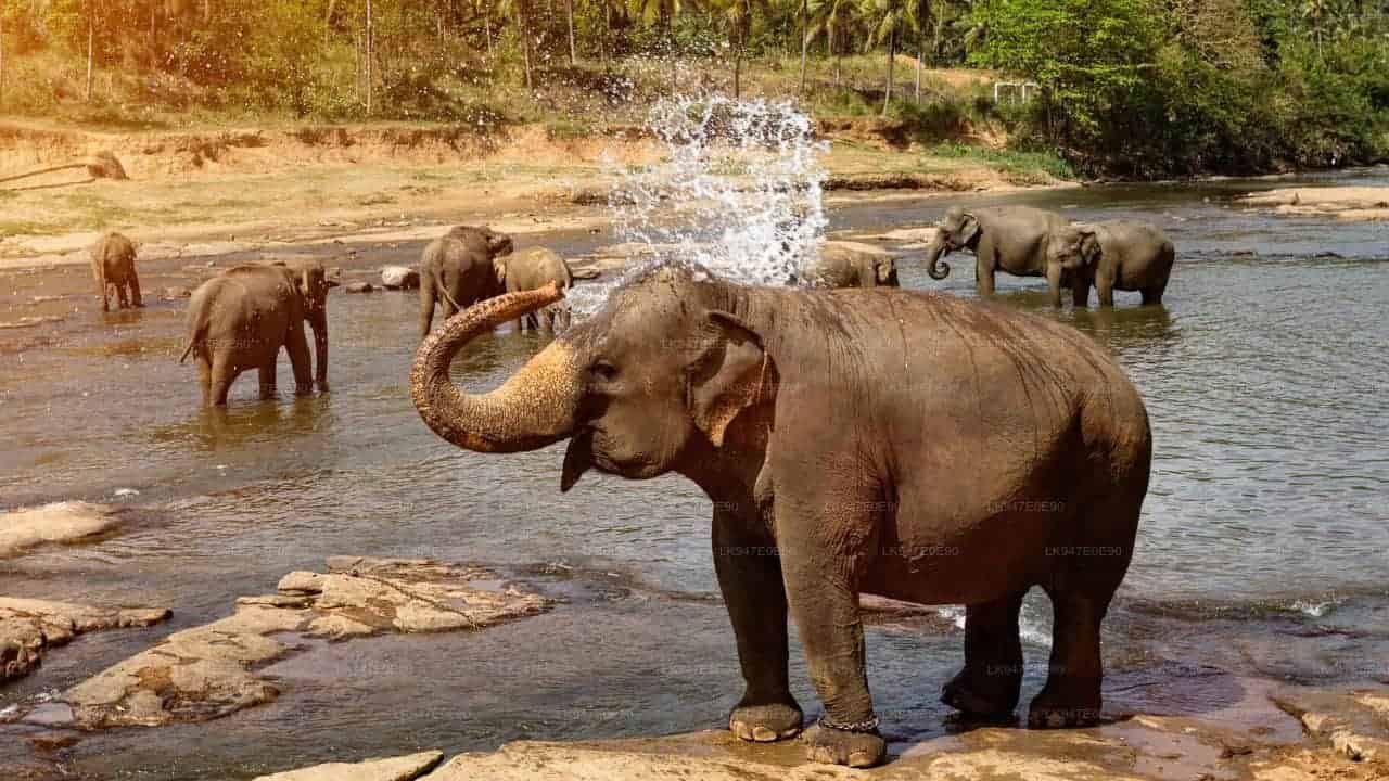 Pinnawala Elephant Orphanage Half-Day Visit
