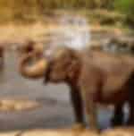Pinnawala Elephant Orphanage Half-Day Visit