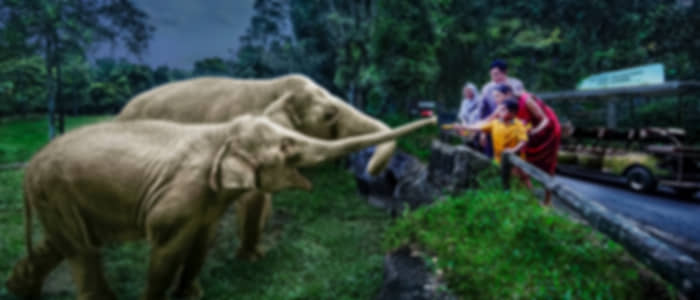 Visit Bird Paradise and Night Safari with complimentary dinner on shared basis