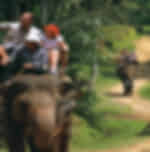 Phuket - Bareback Elephant Riding Only 30 min - Shared Transfer - C1