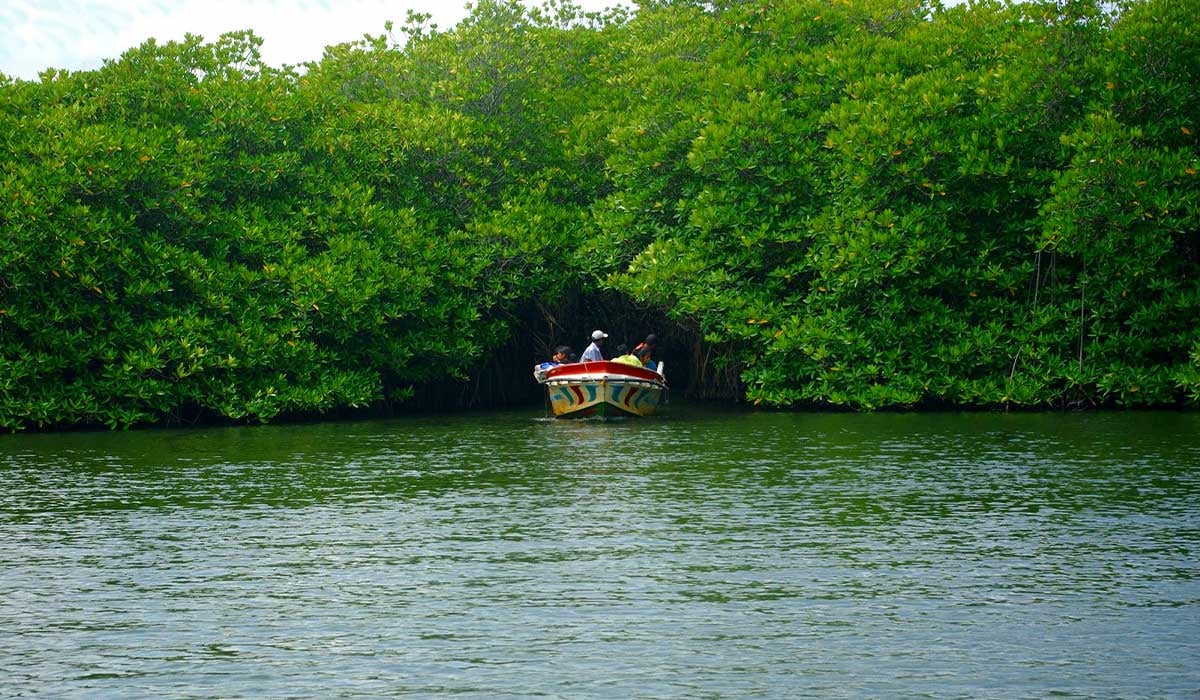 Bentota Day Tour with Madhu River Safari, Turtle Hatchery and Water Sports