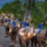 Pattaya-Nong Nooch and Show With Lunch With Private Transfer