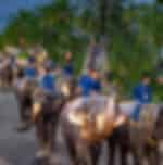 Pattaya-Nong Nooch and Show With Lunch With Private Transfer