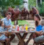 Bali Zoo: Breakfast with the Orangutans including transfers