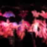 Calypso Cabaret Show