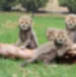 Cango Wildlife Ranch- Premium Ticket
