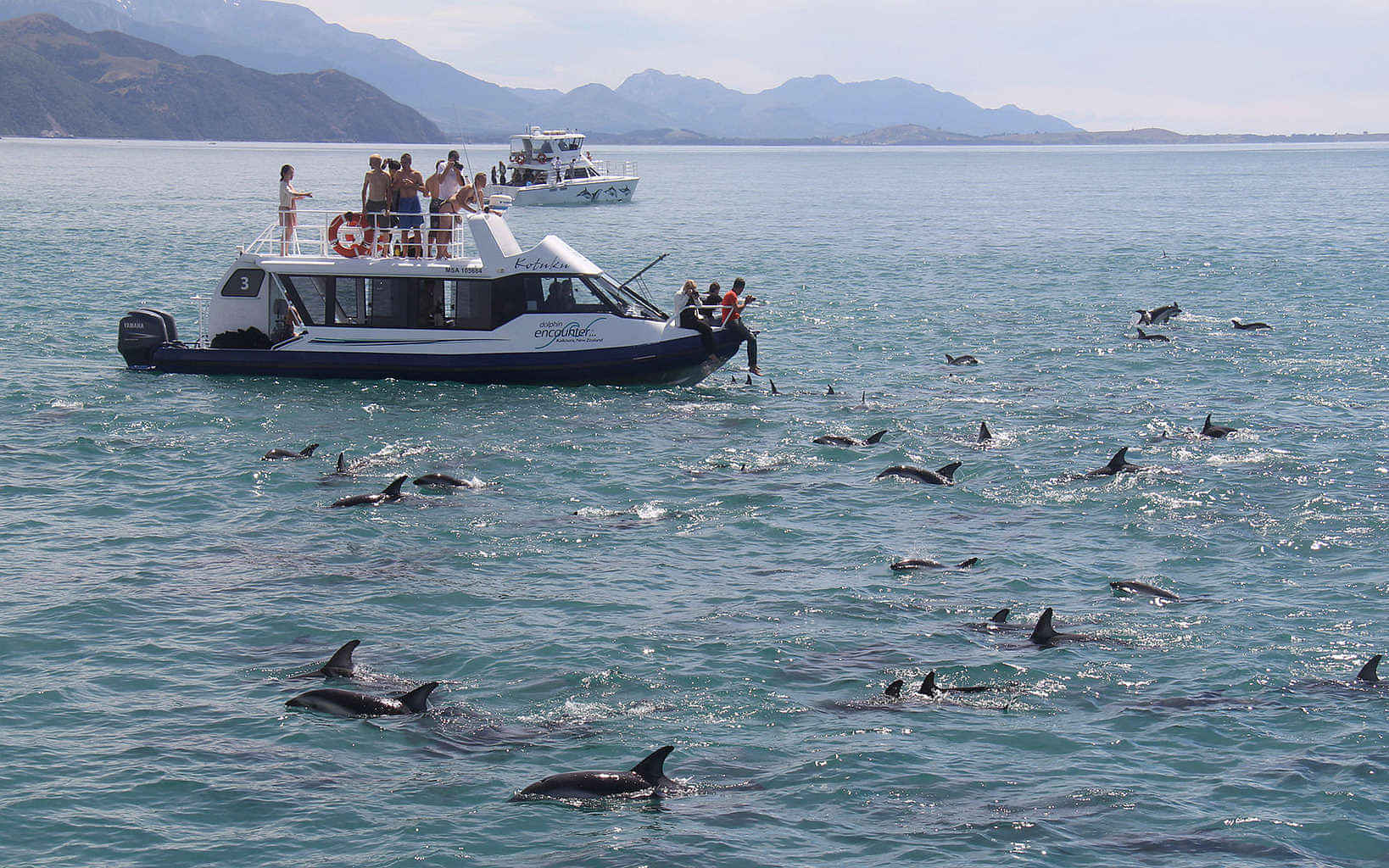 Dolphin Encounter Swim