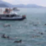Dolphin Encounter Swim