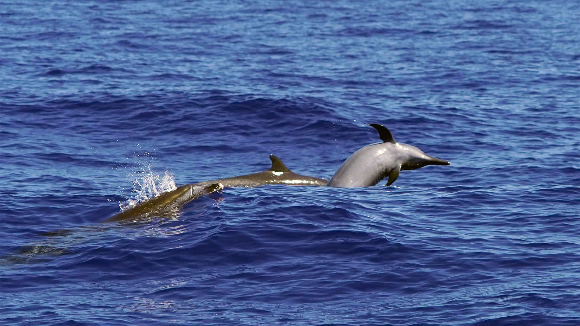 Dolswim Dolphin and Whale Encounters