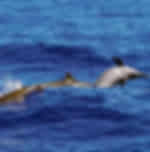 Dolswim Dolphin and Whale Encounters